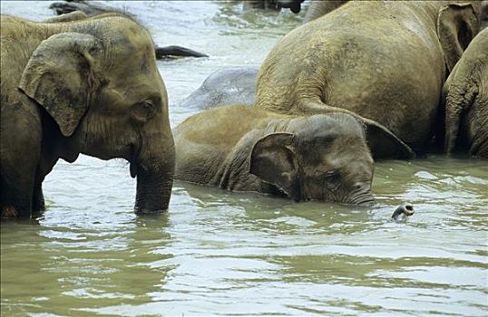 牧群,亚洲象,浴,河,斯里兰卡