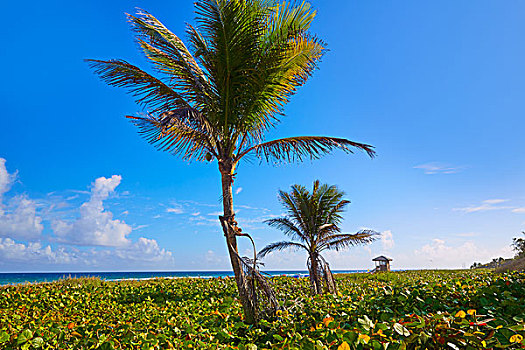 光线,海滩,佛罗里达,美国,棕榈树,岸边