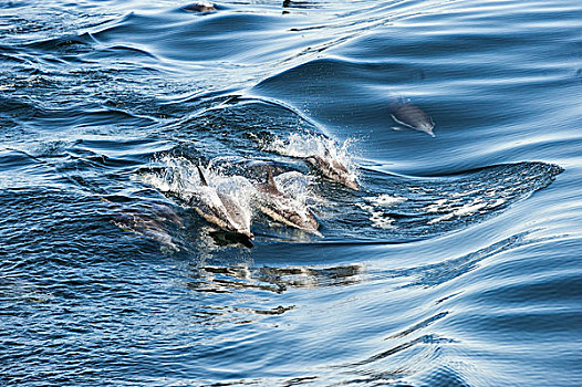 常见海豚,真海豚,群,冲浪,下加利福尼亚州,墨西哥