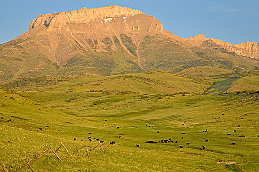 牛,放牧,正面,穗,山,落基山,蒙大拿