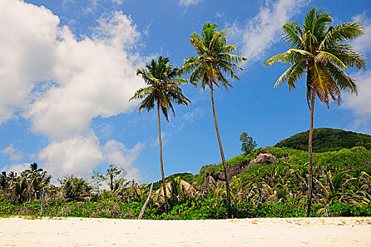 三个,棕榈树,海滩,拉迪格岛,岛屿,塞舌尔,非洲