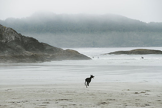 狗,跑,海滩,雾