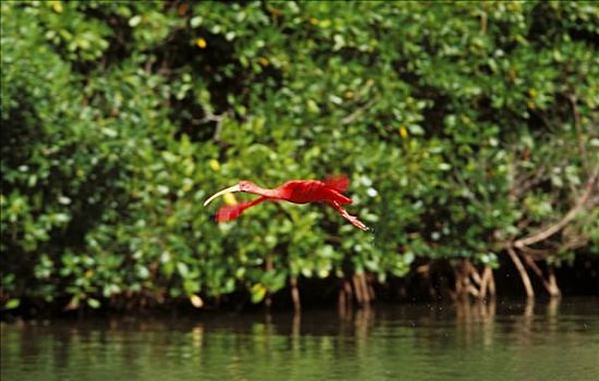 猩红朱鹭,红鹮,泻湖,委内瑞拉,南美