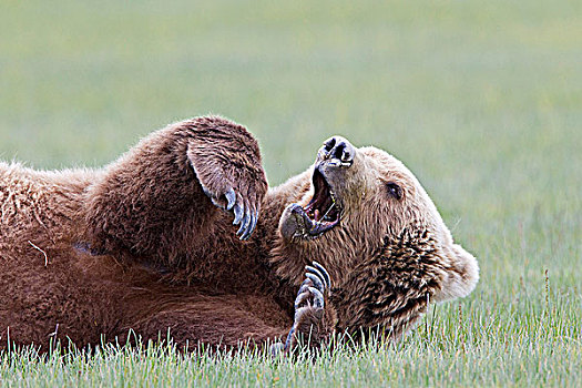 棕熊,母熊,哈欠,卡特麦国家公园,阿拉斯加,美国