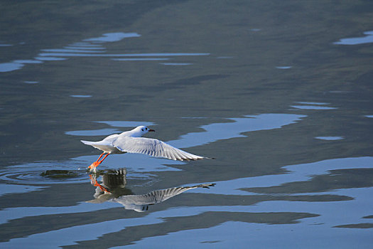 一只海鸥从水面起飞的侧面视角图