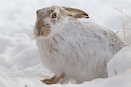 白尾,兔子,雪中,中心,蒙大拿