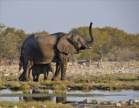 非洲,灌木,大象,非洲象,水坑,埃托沙国家公园,纳米比亚