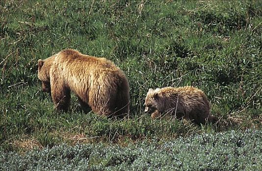 雌性,大灰熊,哺乳动物,德纳里峰国家公园,阿拉斯加,美国,北美,熊,动物