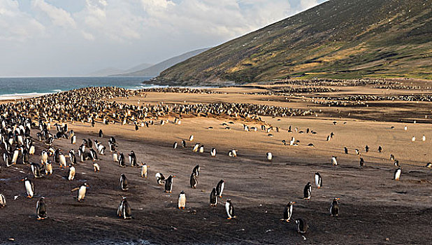 巴布亚企鹅,福克兰群岛,栖息地,大幅,尺寸