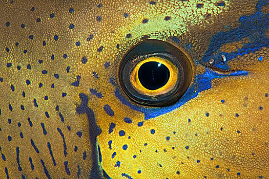 眼,大堡礁,澳大利亚