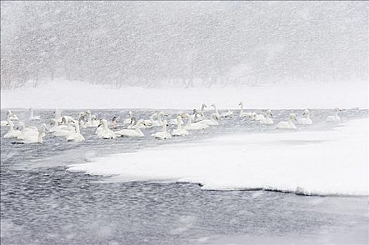 大天鹅,展示,风暴,屈斜路湖,北海道,日本