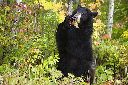 肖像,美洲黑熊