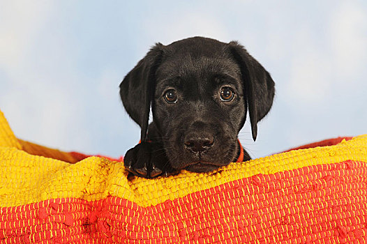 拉布拉多犬,黑色,小狗,7星期大,坐,篮子,动物,奥地利,欧洲