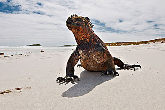 海鬣蜥,圣克鲁斯岛,加拉帕戈斯群岛,南美,北美