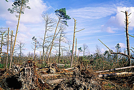 法国,诺曼底,树林,飓风,十二月,1999年