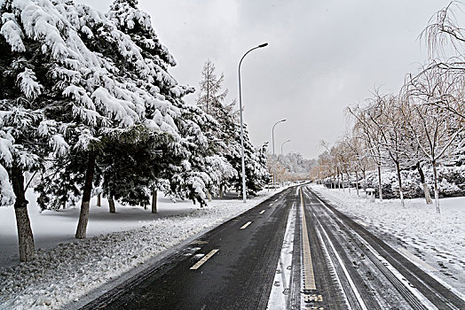 雪地,雾凇,树林,道路