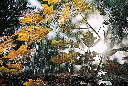 走,树林,靠近,温暖,晴天,十月,秋天