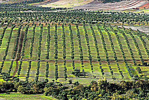 橄榄,小树林,蒙萨拉什,区域,葡萄牙