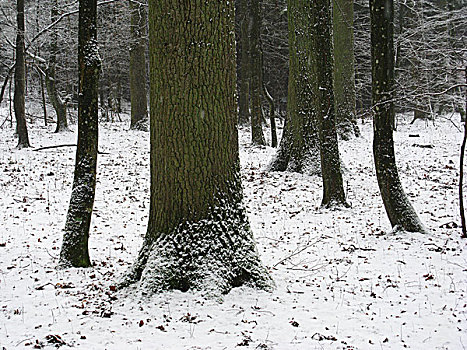 冬天,森林