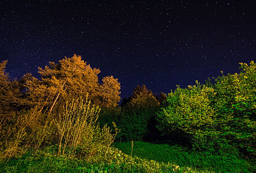 光亮,树,夜空,星星