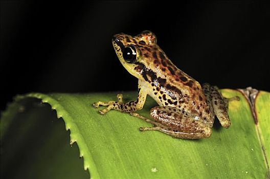 圣玛丽岛,马达加斯加,青蛙,手掌,安达斯巴曼塔迪亚国家公园