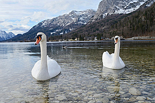 疣鼻天鹅,天鹅,湖,冬天,施蒂里亚,奥地利