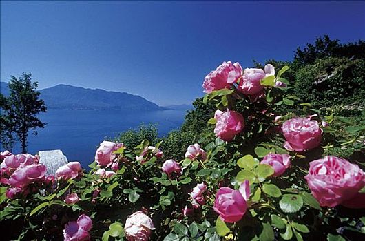 马焦雷湖,湖,玫瑰,花,意大利,欧洲