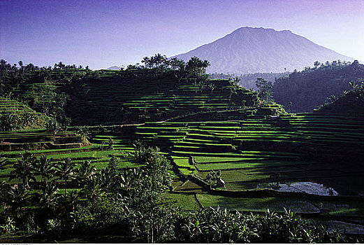 上方,阶梯状,稻田,靠近,巴厘岛,印度尼西亚