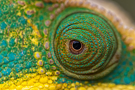 变色龙,眼,特写,国家公园,马达加斯加,非洲