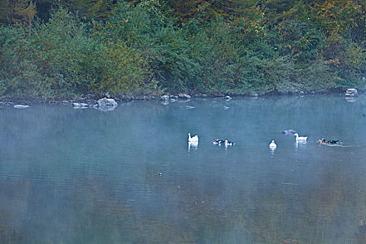 湖,水面,雾气,蒸腾,白雾,水蒸气,缥缈,仙境,灵性,家禽,鸭子,鹅,游动,自在,安静,自然,风光