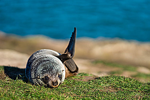 新西兰南岛野生海豹幼仔
