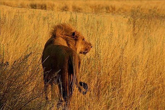 狮子,地点,奥卡万戈三角洲,博茨瓦纳