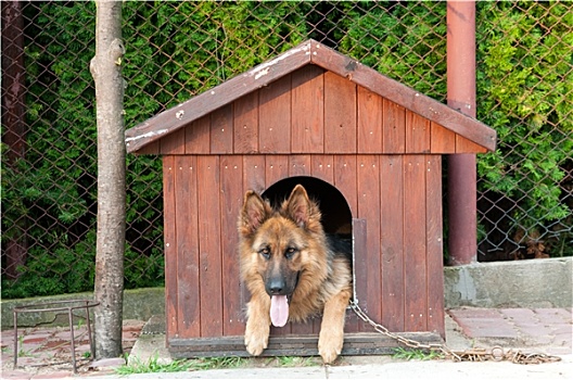 德国牧羊犬,木质