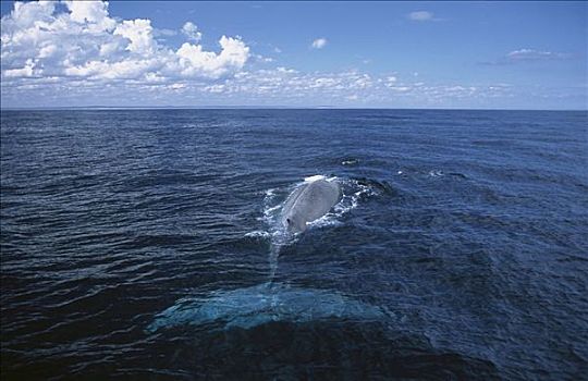俾格米人,蓝鲸,游动,水面,南大洋,澳大利亚