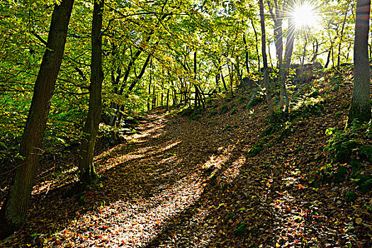 林中小径,太阳,莱茵兰普法尔茨州,德国