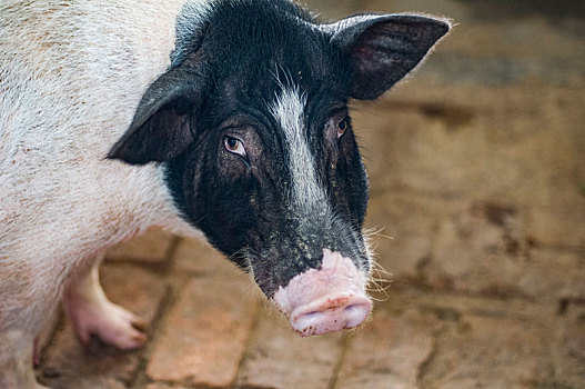 巴马特产巴马香猪的养殖之母猪