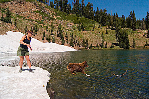 狗,跳跃,湖,追逐,扎,山峦,加利福尼亚