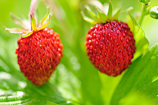 野草莓,特写