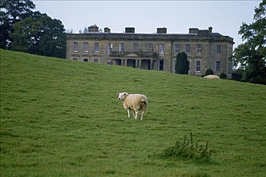 绵羊,地点,公园,爱尔兰