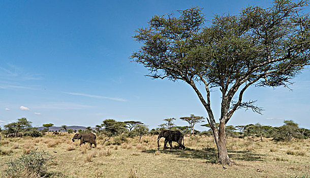 非洲大象068