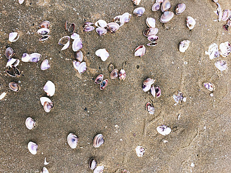 海螺壳,蜗牛,沙滩
