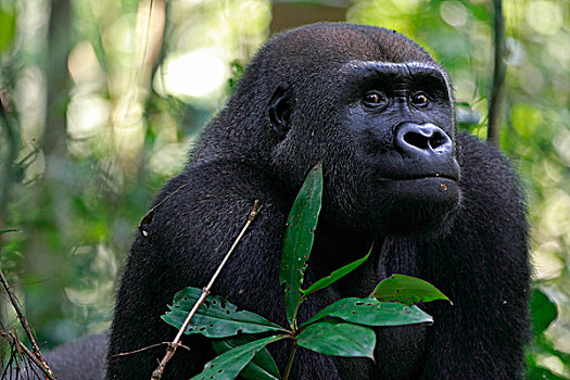 西部低地大猩猩,大猩猩,15岁,银背大猩猩,局部,高原,国家公园,加蓬