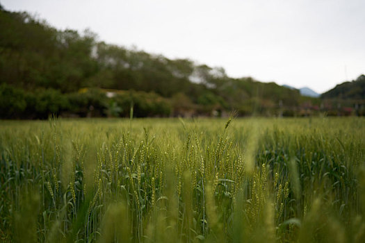 春节后广州从化民宿的小麦成长了