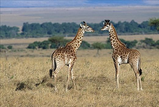 马赛长颈鹿,两个,幼小,雌性,肯尼亚