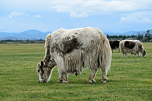 放牧,淡棕色,牦牛,长发,毛皮,鄂尔浑峡谷,国家公园,前杭爱省,蒙古,亚洲