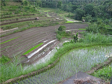 农业,亚洲,稻田