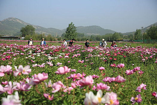 山东省日照市,游客闻香而至,徜徉芍药花海