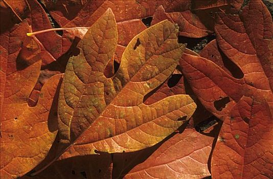 秋天,色彩,叶子,西维吉尼亚,美国