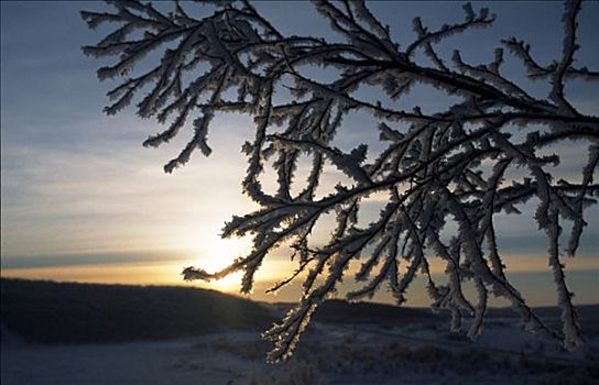 日落,上方,冰冻,湖,树,北极圈,挪威北部
