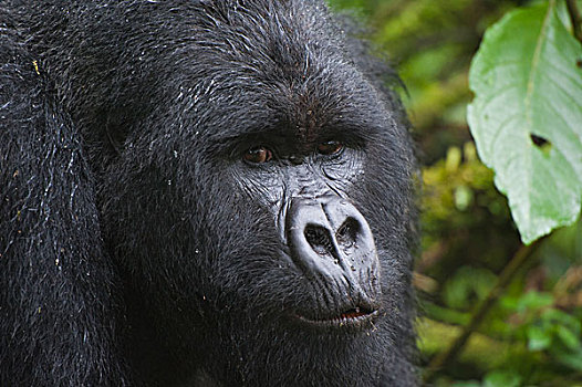 山地大猩猩,大猩猩,银背大猩猩,国家,卢旺达